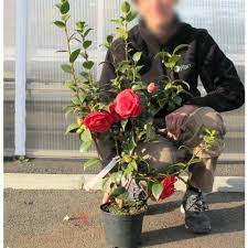 Brighterblooms.com has been visited by 10k+ users in the past month Japanese Camellia Tom Knudsen Buy Japanese Camellia Tom Knudsen Camellia Japonica Tom Knudsen