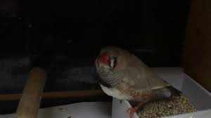 Zebra Finch In My Hospital Cage Zebra Finch Zebra Finch