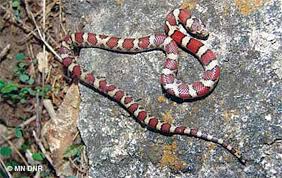 Check spelling or type a new query. The 7 Most Common Snakes In South Dakota