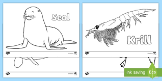 Get my free newsletter here! Antarctic Animals Colouring Pages