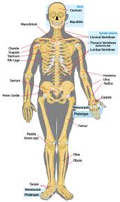 Human rib cage anatomy flat vector illustration. Anatomy Of Sternum Bone Art Human Skeleton Labeled Human Skeleton