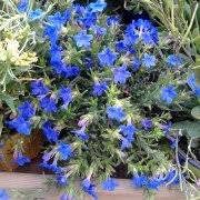 Image result for Chenolea diffusa