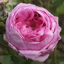 Image result for Stolzia kalkhof-roseae