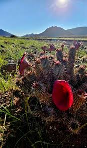 Image result for Coccinia rehmannii