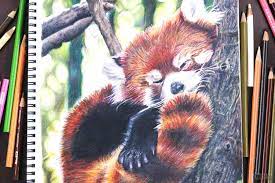 Add a pair of stubby little arms. Red Panda Art Realistic Red Panda Drawing Etsy Panda Drawing Panda Art Drawings