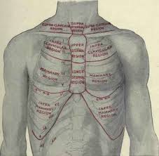 The chest anatomy includes the pectoralis major pectoralis minor and the serratus anterior. The Regions Of The Chest