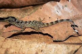 Teknik ini lebih sempit lagi dari medium long shot. Inilah Spesies Cecak Batu Baru Di Gunung Muria Mongabay Co Id Mongabay Co Id