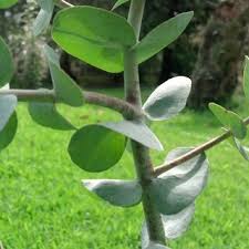 Image result for Indigofera subulifera
