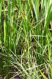 Image result for Panicum subalbidum