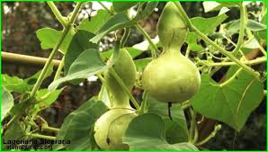 انواع فاكهة الكالاباش او الدباء lagenaria قائمة الخضار النبات معلومات نباتية وسمكية معلوماتية fruit 20th pear
