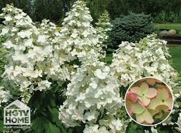 White hydrangea flowers turning pink. White Blush Hydrangea Is A Shade Loving Plant Which Produces Extra Large 12 18 Flower Panicles Which Turn Pink Panicle Hydrangea Plants Hydrangea Paniculata