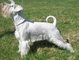 See more ideas about schnauzer, schnauzer puppy, miniature schnauzer puppies. Popular Grooming Cuts For Dogs Temecula Mobile Dog Groomer