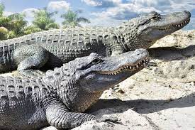 It sometimes goes by other names such as alligator drug, krok, russian magic, poor man's heroin and zombie drug. Krokodil Oder Alligator Wo Ist Der Unterschied