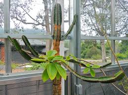 Image result for Euphorbia confinalis