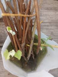 Image result for grapevine cuttings