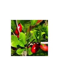 Image result for Synsepalum