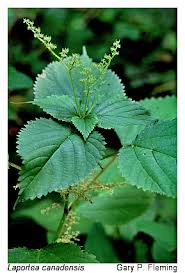 Image result for Laportea ovalifolia