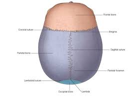 The lambda is the meeting point of the sagittal suture and the lambdoid suture. Easy Notes On Norma Verticalis Learn In Just 4 Minutes Earth S Lab
