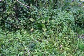 Image result for Delairea odorata