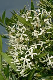 Image result for Pavetta lanceolata