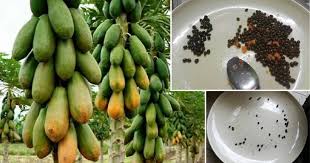 Sign up or log in to get instant payouts and deposits, the fastest live betting and daily deposit bonuses! Jangan Terus Tabur Pilih Dulu Biji Benih Betik Sebelum Tanam Supaya Pokok Berbuah Ini Cara Pilih Yang Betul Vanilla Kismis