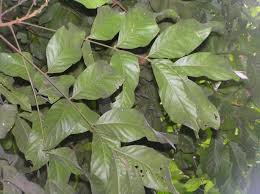 Image result for Sapindaceae