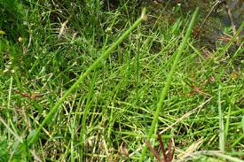 Image result for Isolepis prolifera