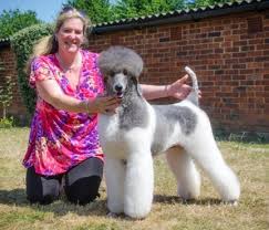 These intelligent water retrievers earned the name pudelhund or. Pradetti Poodles Absolutely Animals Ltd