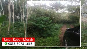 Sewa dan jual tanah murah di indonesia, temukan listing tanah terbaru hanya di olx jual beli tanah terlengkap di lampung. Pin Di Di Jual Tanah Kebun Dijual Kebun Kopi Harga Tanah Tegalan Investasi Tanah Kebun Investasi Tanah Perkebunan Jual Kebun Hektar Jual Kebun Jawa Tengah Jual Kebun Kopi