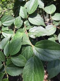 Image result for Celtis africana