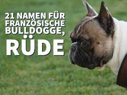 21 namen fur franzosische bulldogge rude dogco de franzosische bulldogge hundenamen bulldogge