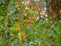 Image result for Erythrococca zambesiaca