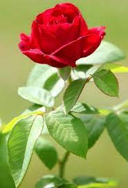 Pin By Miŕach Maŕia On Flowers Is My World Rose Flower Wallpaper Beautiful Rose Flowers Beautiful Roses