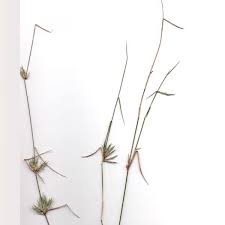 Image result for Entolasia