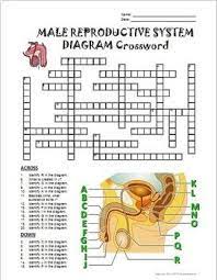 Male Reproductive System Crossword With Diagram Editable Reproductive System Teaching Human Body Systems Crossword