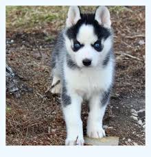 See more of husky puppies for adoption near you on facebook. Siberian Husky Puppies For Sale Near Me Dog Breed