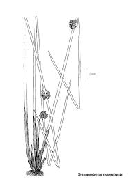 Image result for Schoenoplectiella senegalensis