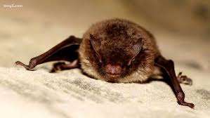 Image result for Bat Bite