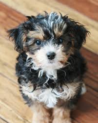 Black And White Yorkie Poo Puppies For Sale Prettiest Yorkie Poo Puppy Black Rust And White Yorkie Poo Puppies Yorkie Poo Puppy Cuddles