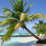 Rocks And Palm Trees Along Shore المرسال Palm Tree Types Palm Trees Palm