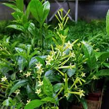 Parijat belongs to the oleaceae family. Ohio Grown Night Blooming Jasmine Plant Cestrum Nocturnum 4 Pot Walmart Com Walmart Com