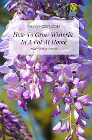Grow Wisteria In A Pot Video Tutorial The Whoot Wisteria Plant Wisteria How To Grow Wisteria Tree