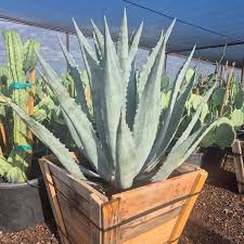 Image result for Agave americana