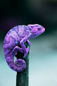 5 Different Types Of Chameleons Types Of Chameleons Lizard Animals Beautiful