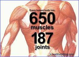 The human body is comprised of hundreds of muscles, about 640 in total. How Many Muscles Are There In The Human Body Quora