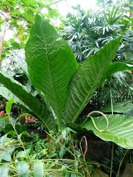 Anthurium Salvinii Anthurium Nid D Oiseau Description Soins Multiplication Anthurium Cool Plants Leafy Plants