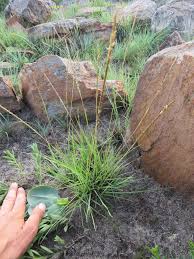 Image result for Digitaria monodactyla