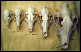 canidae of north america fox skull moose skull wolf skull