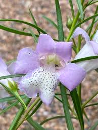 Image result for Sherbournia bignoniiflora