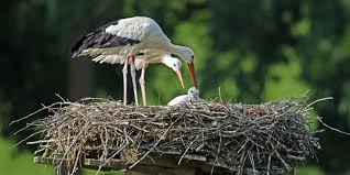 لماذا quot ترتدي quot اللقالق جوارب بيضاء animals